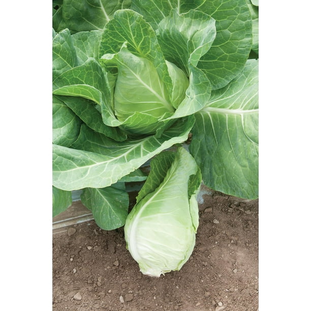 200 Seeds 50% off sale Early Jersey Cabbage